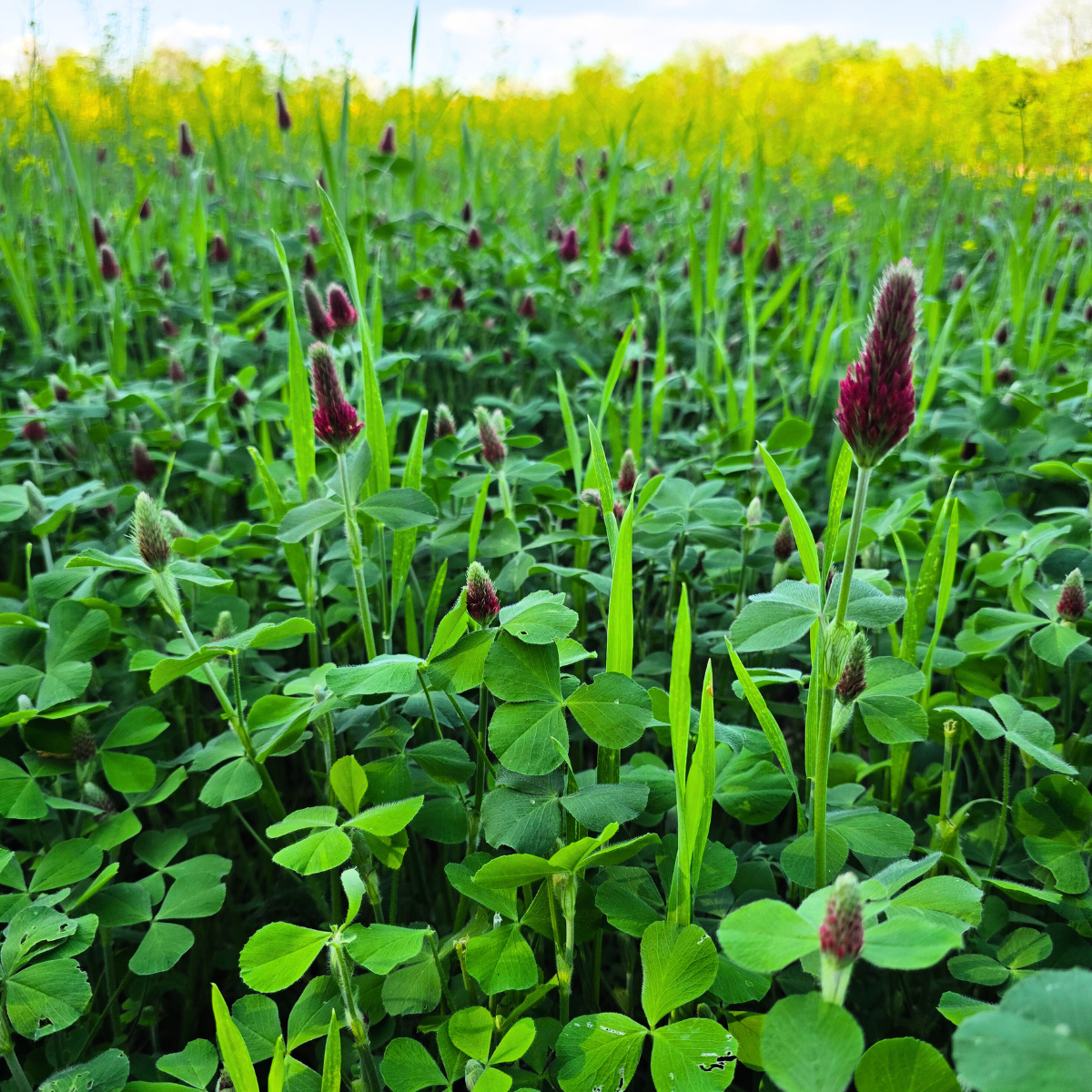 CloverMAXX+ Liquid Fertilizer