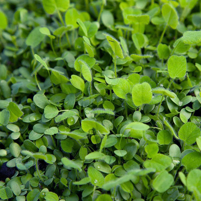 MCGA Perennial Clover 1/2 Acre - Bloodline Hunt Outdoors